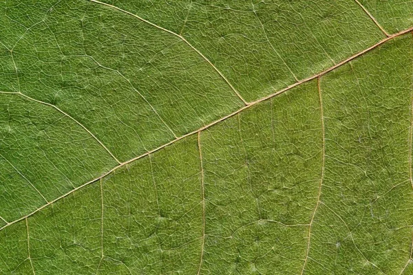 Natuurlijke textuur van een plant — Stockfoto