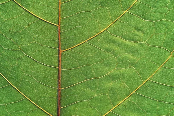 Natural texture of a plant — Stock Photo, Image
