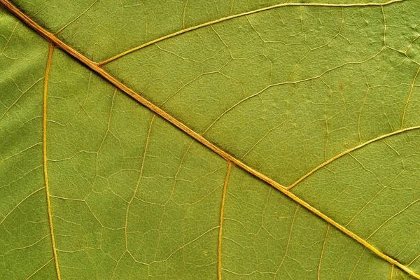 Struttura naturale di un impianto — Foto Stock