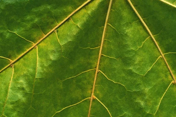 Textura natural abstrata — Fotografia de Stock