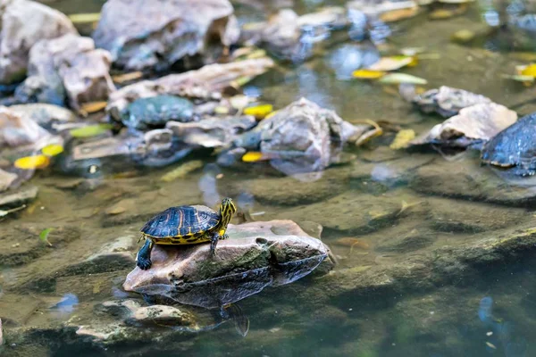 One turtle sits on a stone — Stock Photo, Image