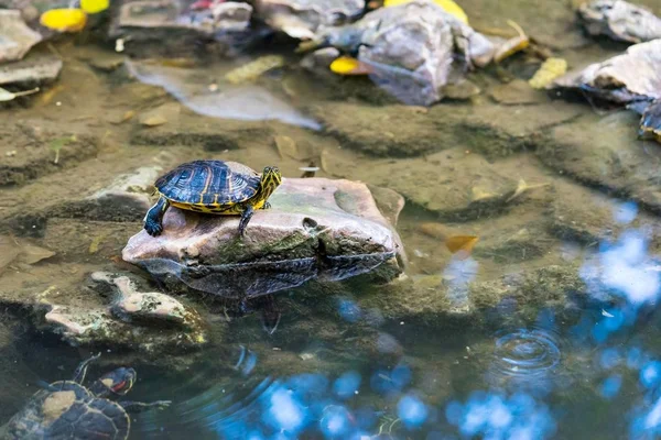 Une tortue est assise sur une pierre — Photo