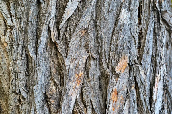 Texture of wooden bark — Stock Photo, Image