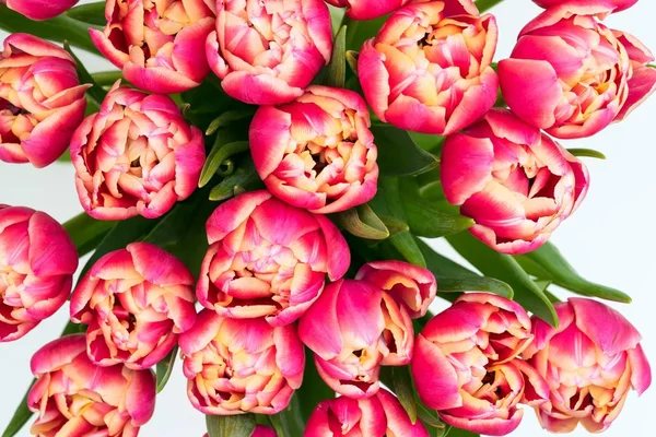 Flowers of red tulips — Stock Photo, Image