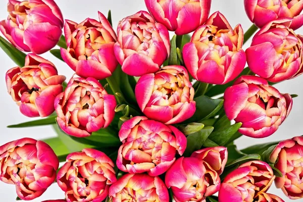 Blüten roter Tulpen — Stockfoto