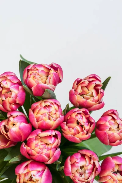 Blüten roter Tulpen — Stockfoto