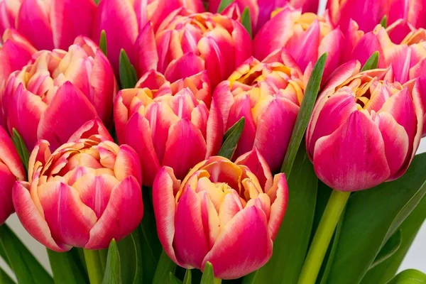 Flowers of red tulips closeup — Stock Photo, Image