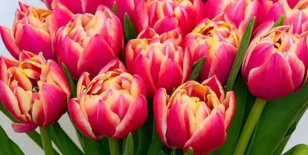 Blumen aus roten Tulpen Nahaufnahme — Stockfoto
