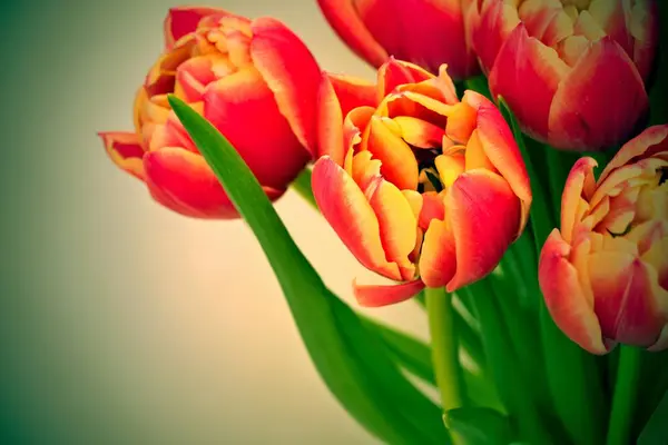 Flowers of red tulips — Stock Photo, Image