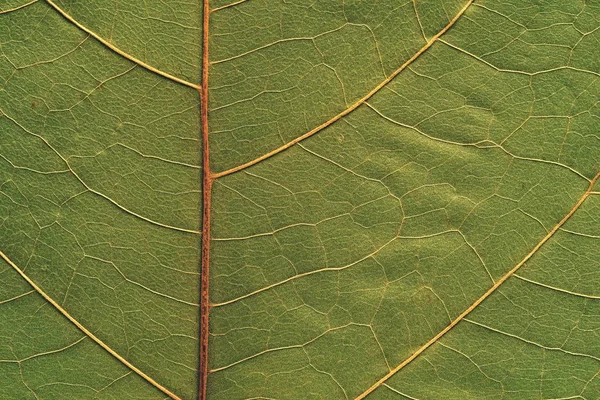 Textura natural de uma planta — Fotografia de Stock