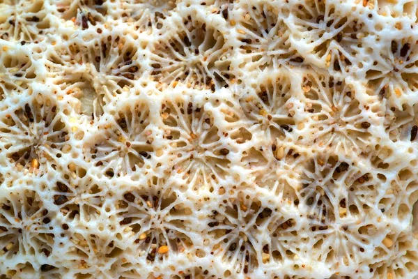 Natural texture of a sea coral — Stock Photo, Image