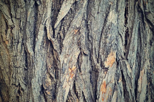 Textura de la corteza de madera — Foto de Stock