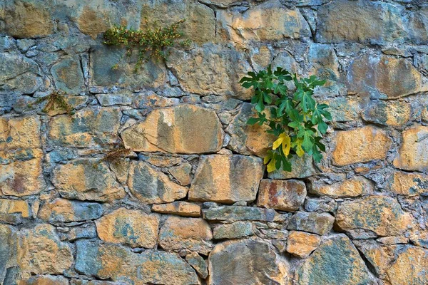 Textura de la superficie de piedra vieja con plantas —  Fotos de Stock