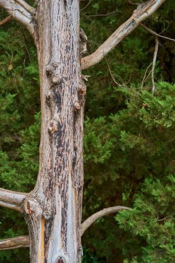 Yaşlı bir ağacın gövdesi.