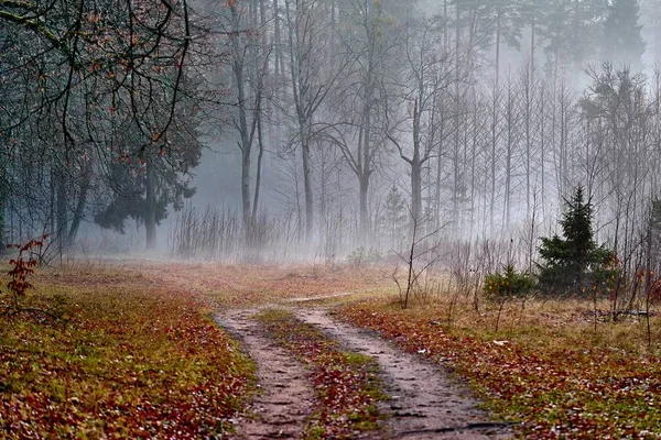Осінній пейзаж лісу з туманом — стокове фото