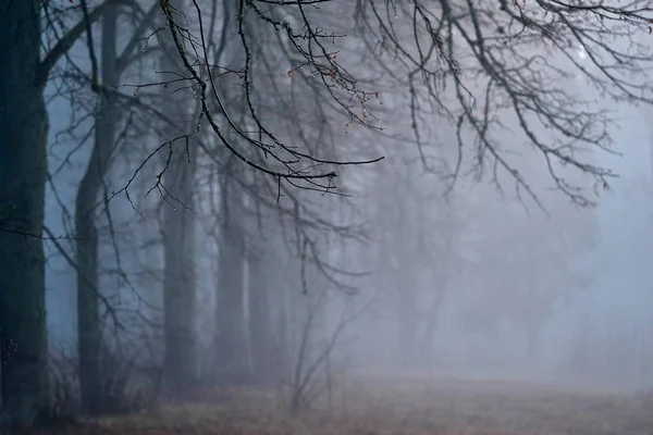 Herfstlandschap van bos met mist — Stockfoto