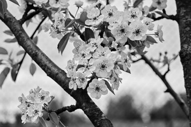 Meyve ağacındaki beyaz çiçekler, tek renkli tona yakın.