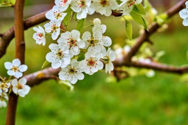 Meyve ağacındaki beyaz çiçekler yakın plan