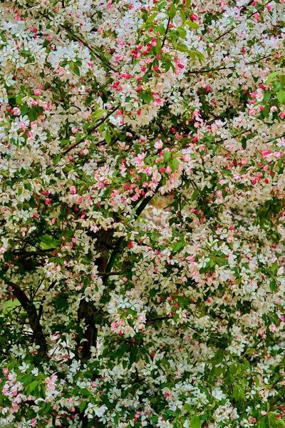The big blossoming tree — Stock Photo, Image