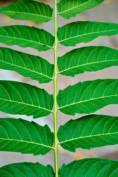 Texture of green leaves and ant — Stock Photo, Image