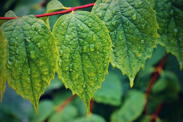 Wet leaves on the plant branch — Stock Photo, Image