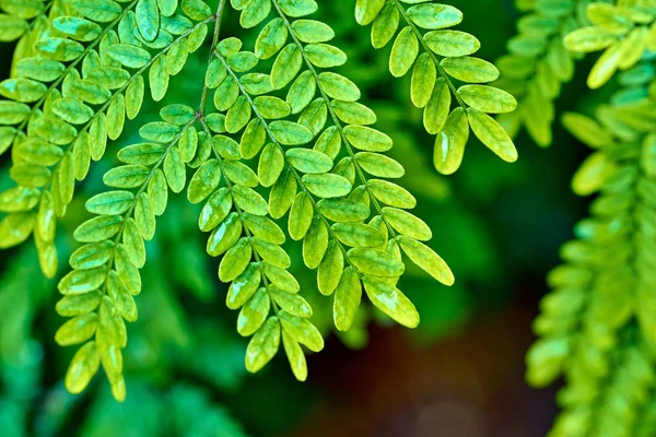 Branch of the plant with leaves of green color — Stock Photo, Image