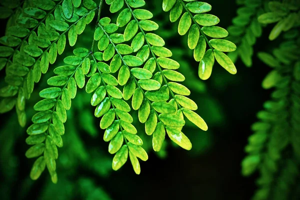 Branch of the plant with leaves of green color — Stock Photo, Image