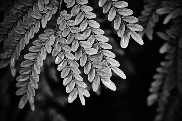 Větve rostlina s listy monochromatický tón — Stock fotografie