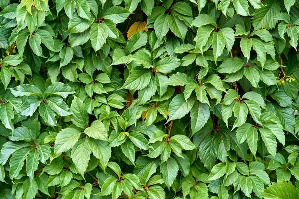 Растение с зелеными листьями для фона — стоковое фото