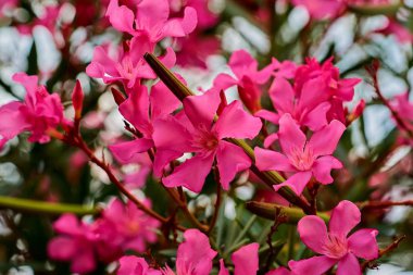 Güzel soyut kırmızı çiçekler