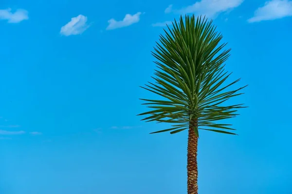 Una palmera contra el cielo — Foto de Stock