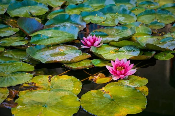 Red lily on pond — Stock Photo, Image