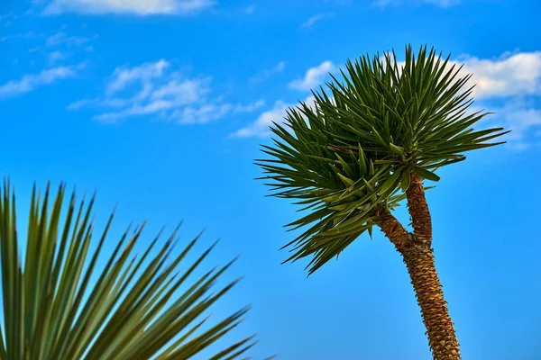 Een palmboom tegen de hemel — Stockfoto