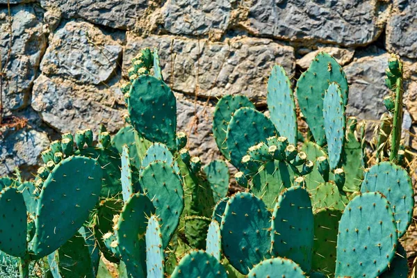 Bonte groene cactusbladeren — Stockfoto