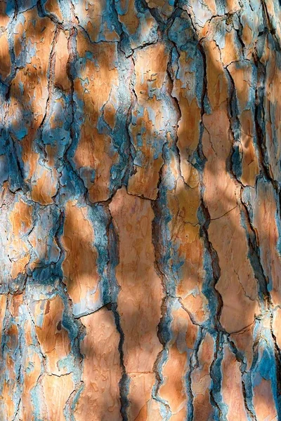 抽象的な木の樹皮のテクスチャー — ストック写真