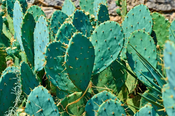 Bonte groene cactusbladeren — Stockfoto