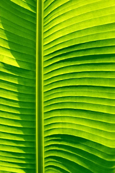 Large green textured palm leaf — Stock Photo, Image