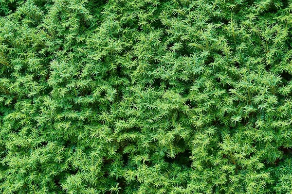 Натуральный фон зеленой травы — стоковое фото