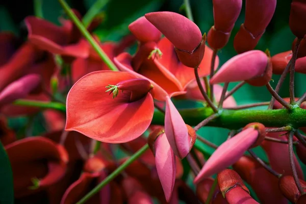 Soyut kırmızı çiçeğin bir parçası — Stok fotoğraf