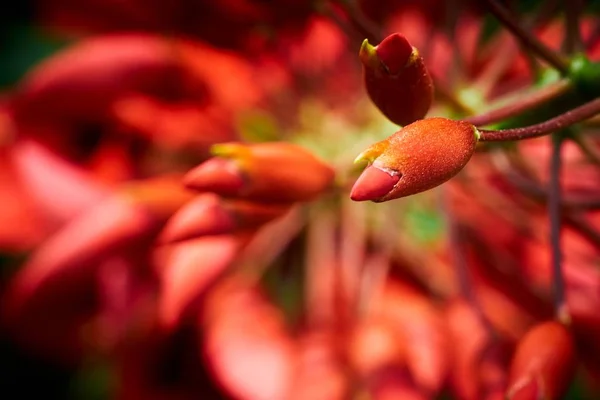 Kapalı kırmızı çiçek tomurcuğu — Stok fotoğraf
