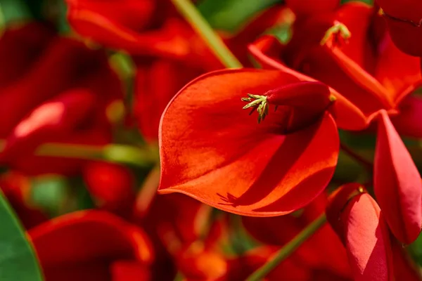 Soyut kırmızı çiçeğin bir parçası — Stok fotoğraf