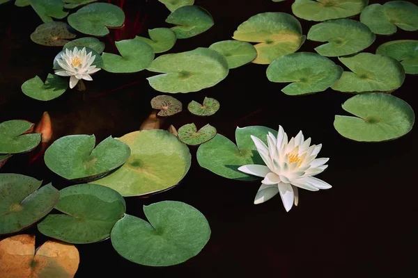 Two white water lilies in a black pond — Stock Photo, Image