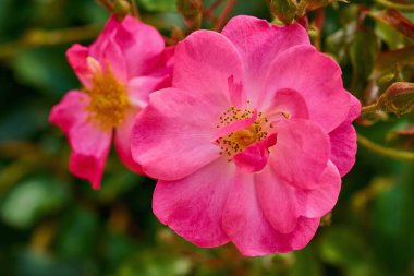 Büyük kırmızı çiçekli gül ağacı yakın plan ve bulanık yeşil arkaplan