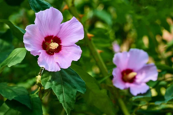 One Pink Flower Foreground Focus Another Flower Back Green Leaves — Stock Photo, Image