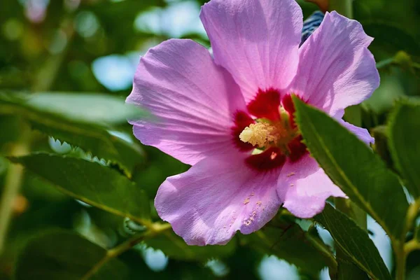 Büyük Güzel Pembe Bir Çiçek Yeşil Yaprakların Arasında — Stok fotoğraf