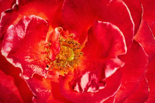 Abstract Texture Red Rose Closeup Natural Background Full Frame — Stock Photo, Image