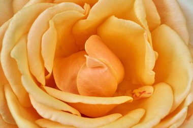 Soyut dalgalı sarı gül yaprakları doğal ve dokulu arka plan için yakın plan