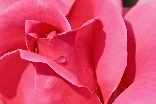 Soyut Soluk Pembe Gül Makro Fotoğrafçılığa Bir Damla Suyla Yakın — Stok fotoğraf