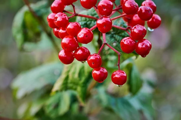 Bunch Branch Red Berries Guelder Rose Mountain Ash Drop Water — Stock Photo, Image