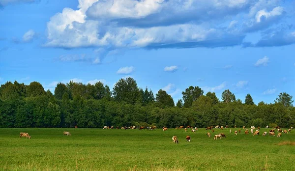 herd of cows on a green pasture or on a green meadow and green trees against a blue sky with white clouds
